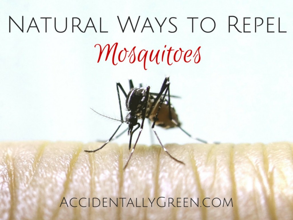 Natural Ways to Repel Mosquitoes • Accidentally Green