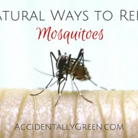 Did you know there are many natural ways to repel mosquitoes? Since all of these are natural remedies, pick one to try before you head outside again!