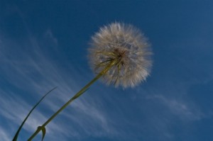 dandelion