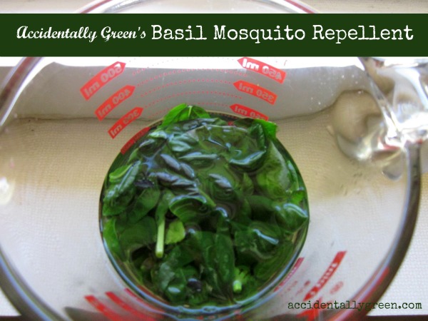 Make Your Own Basil Mosquito Repellent {accidentallygreen.com}